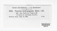 Puccinia andropogonis image